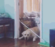 世界上有两种狗...